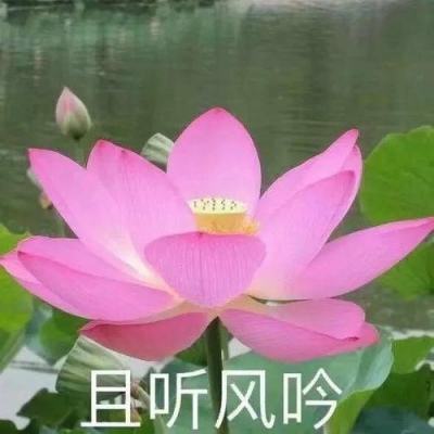 空岛战记手游官方版下载